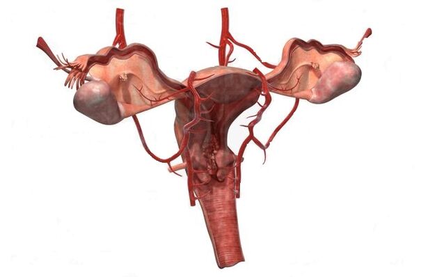 dôvody pre rozvoj kŕčových žíl malej panvy