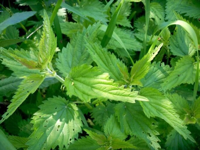 Žihľava je účinným prostriedkom na liečbu kŕčových žíl v počiatočných štádiách